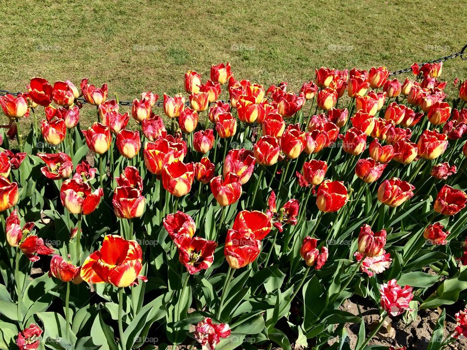 Tulip fest