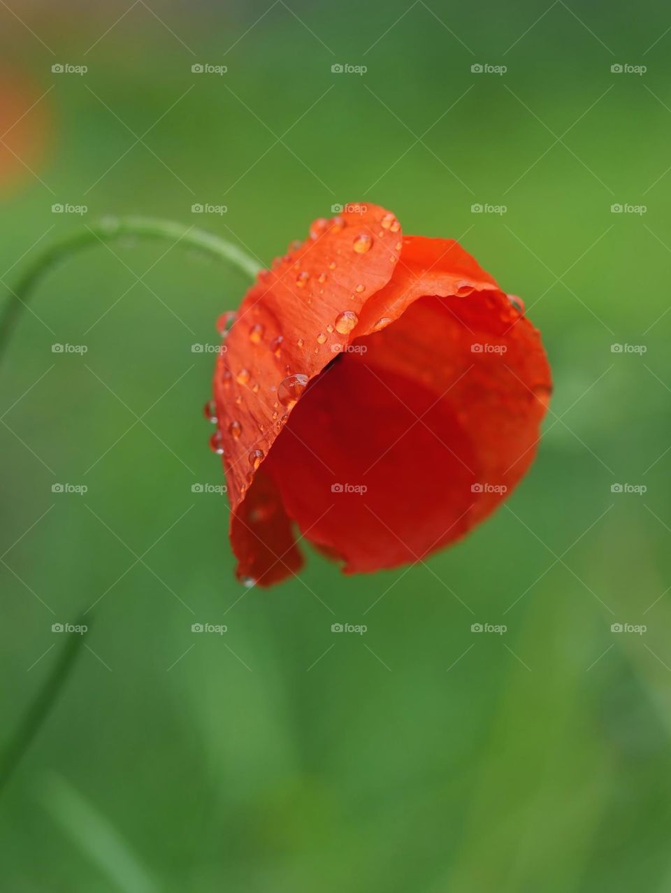 Poppy flower