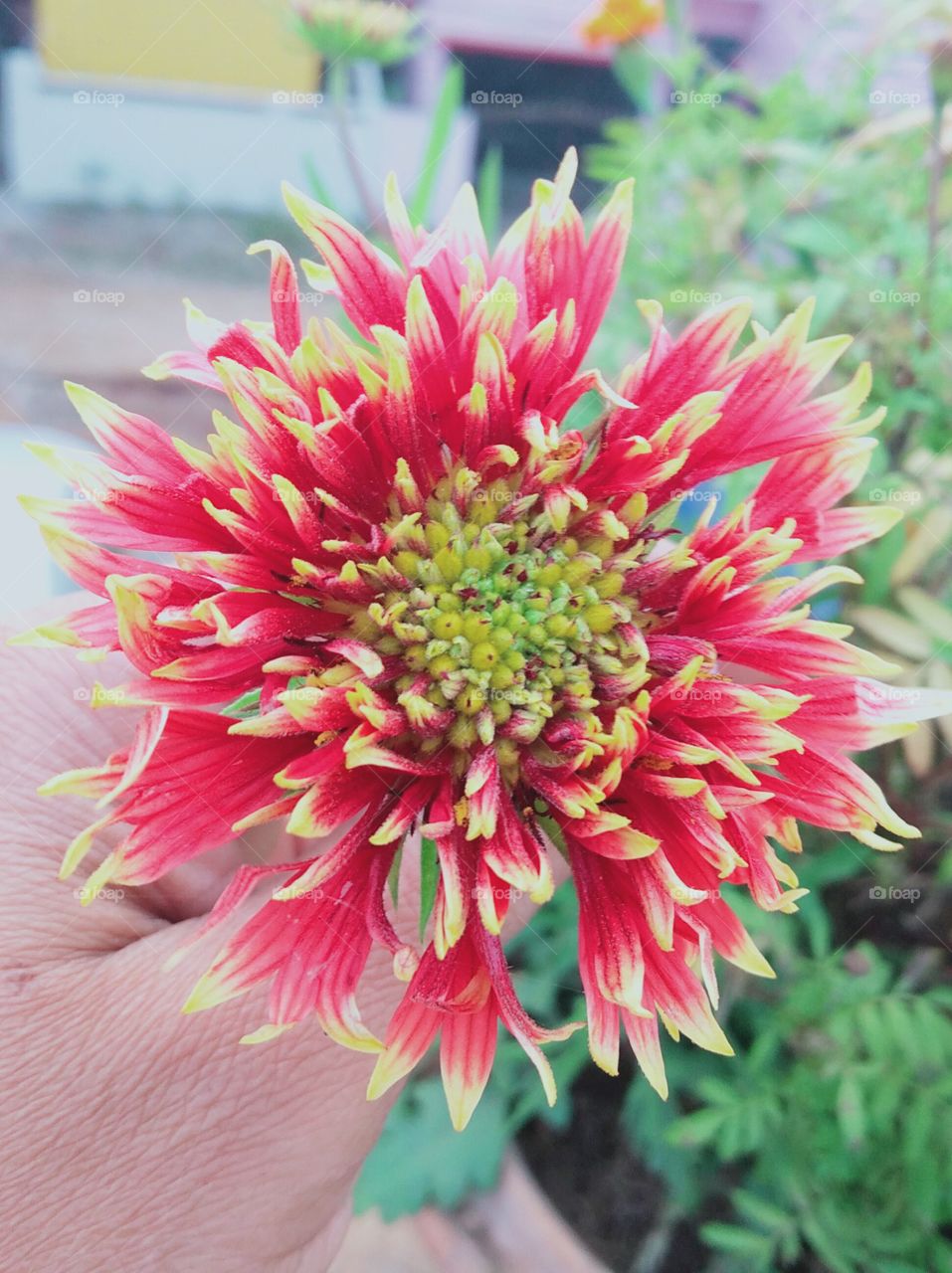 Lovely flower