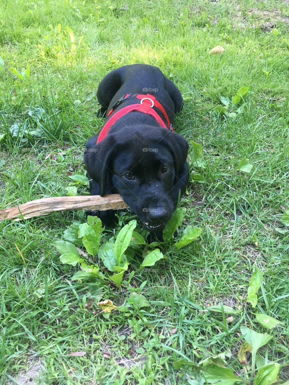 Mmmm tasty stick for a cute puppy 