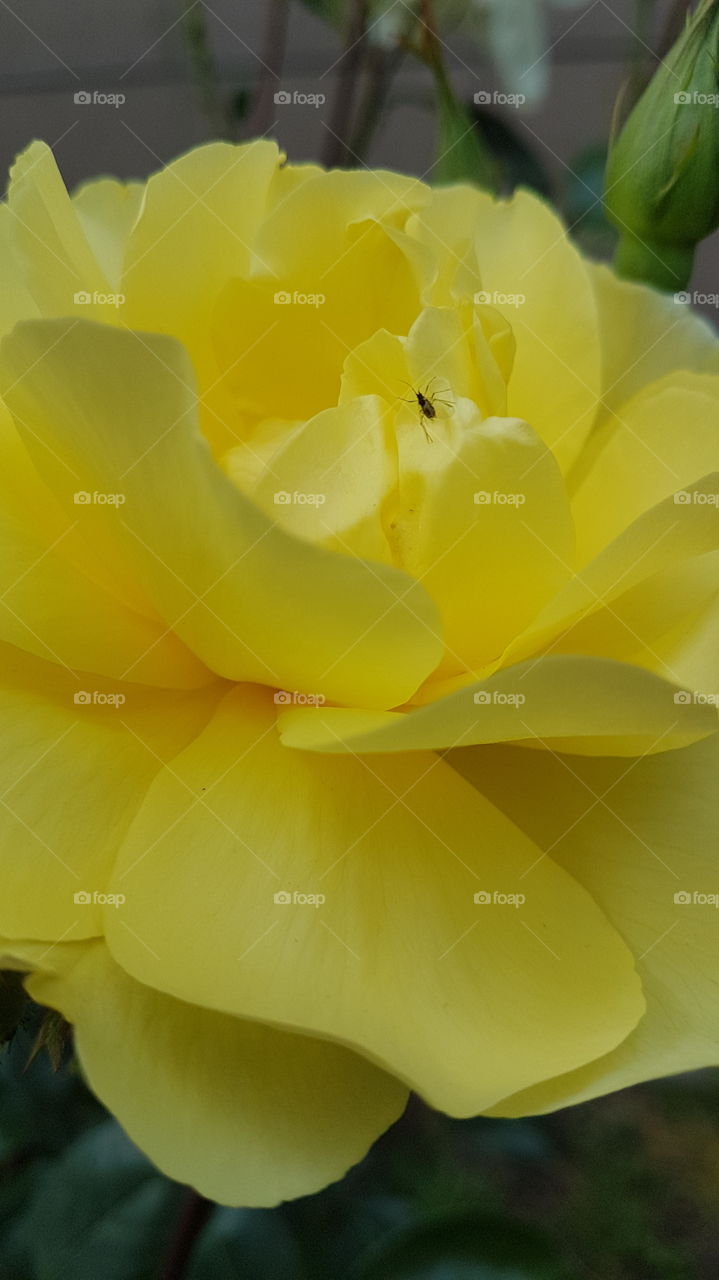 yellow rose with a bug