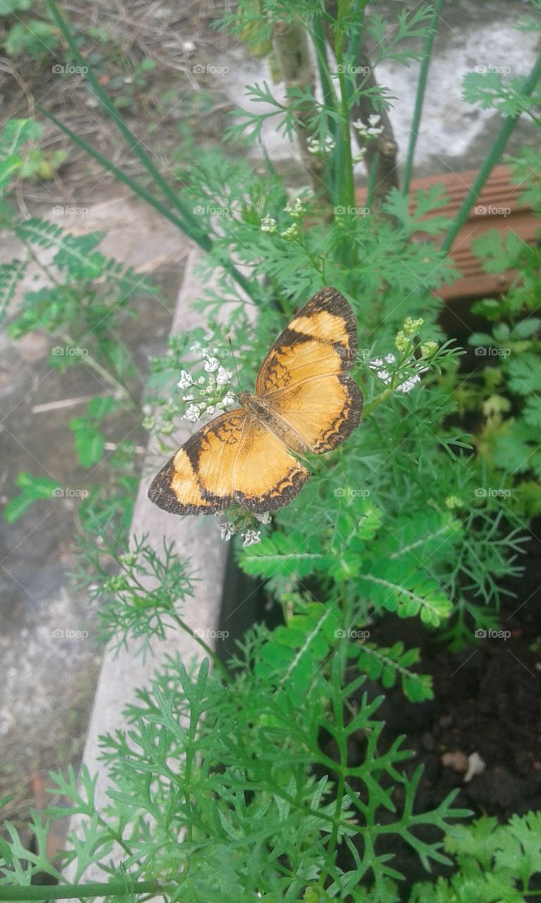 Pequena borboleta