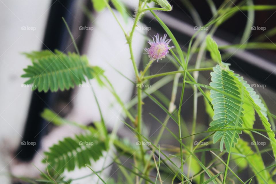 Green Leaf with a Blooming Flower !!! 