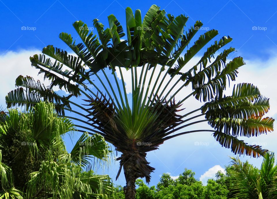 Palm Fan
