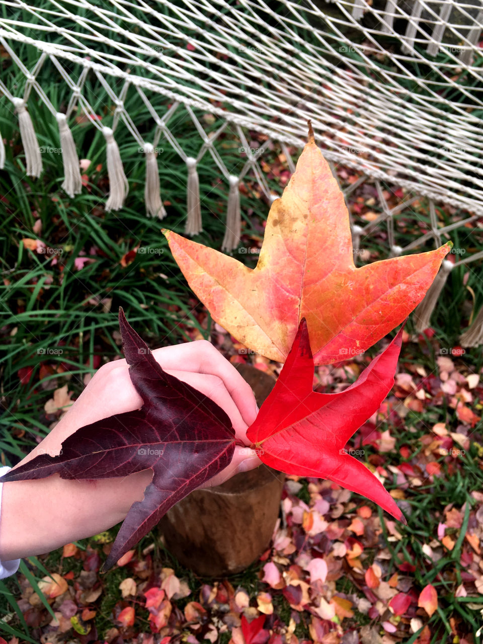 Orange fall leaves 