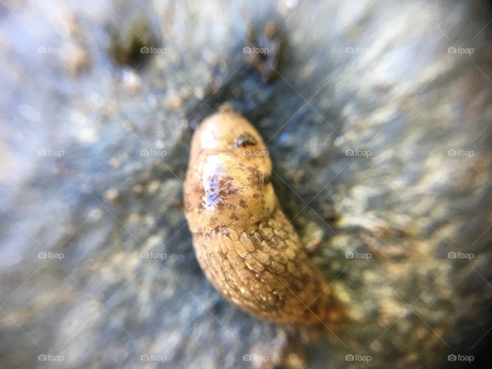 Slug closeup