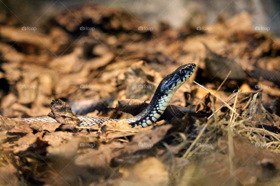 Snake among autumn leafs