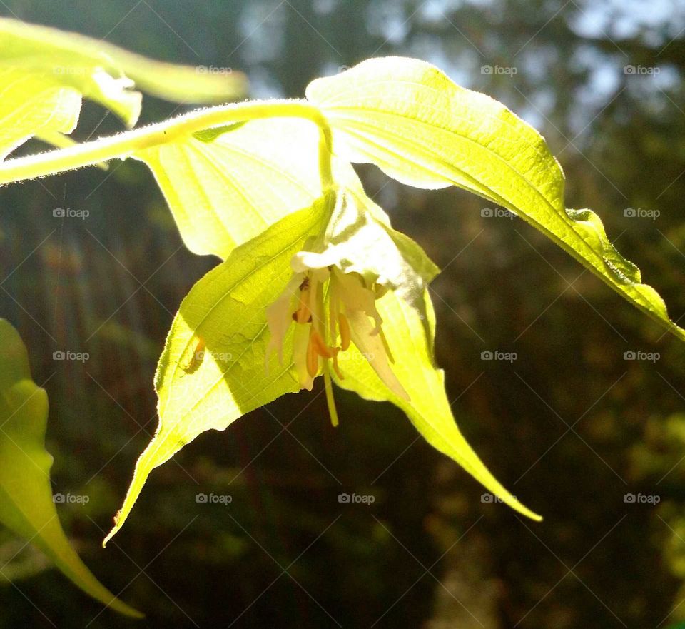 Hooker's Fairy Bell growing in the Columbia Gorge near Latourell Falls