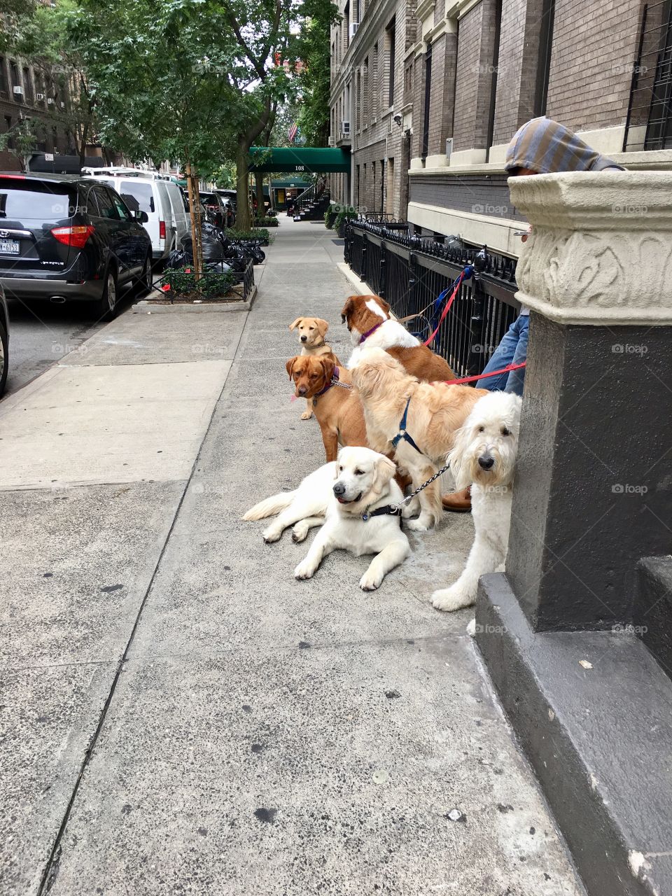 Dogs in NY