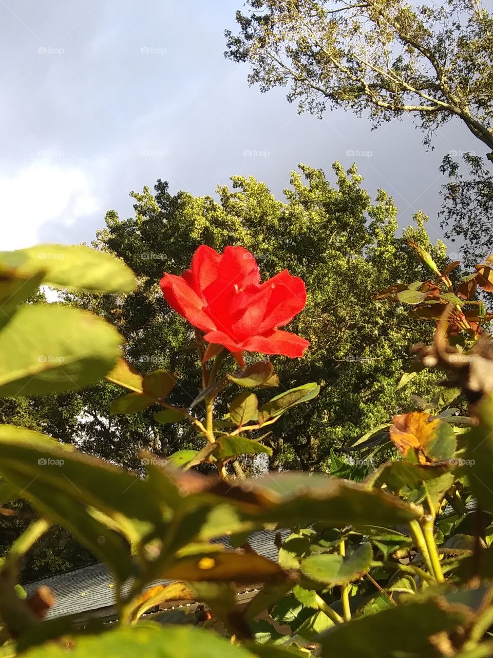 rose in bloom