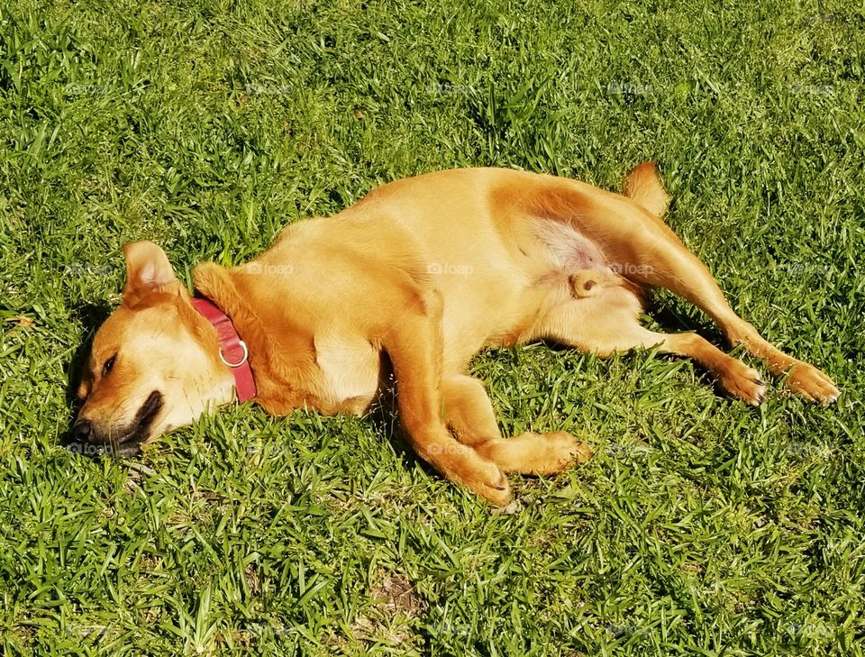 Furry canine summer sleeping in the green grass field, cutest chow mix having a true dog day.