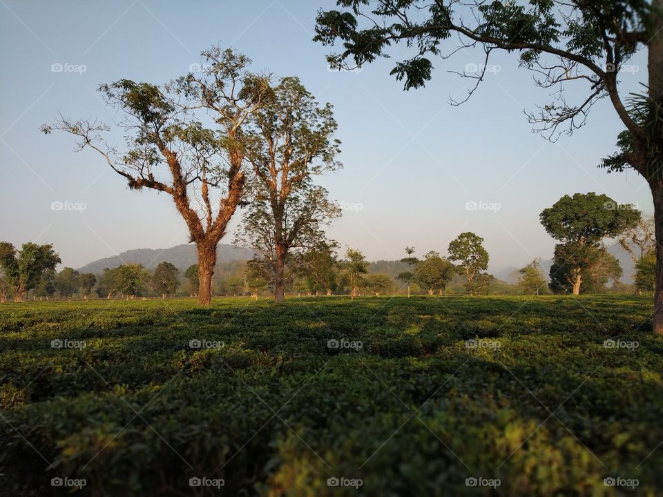 Tea Garden