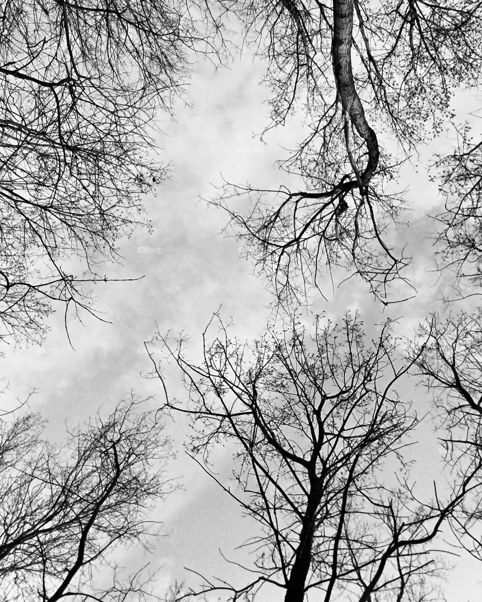 Tree, Branch, Wood, Winter, Weather