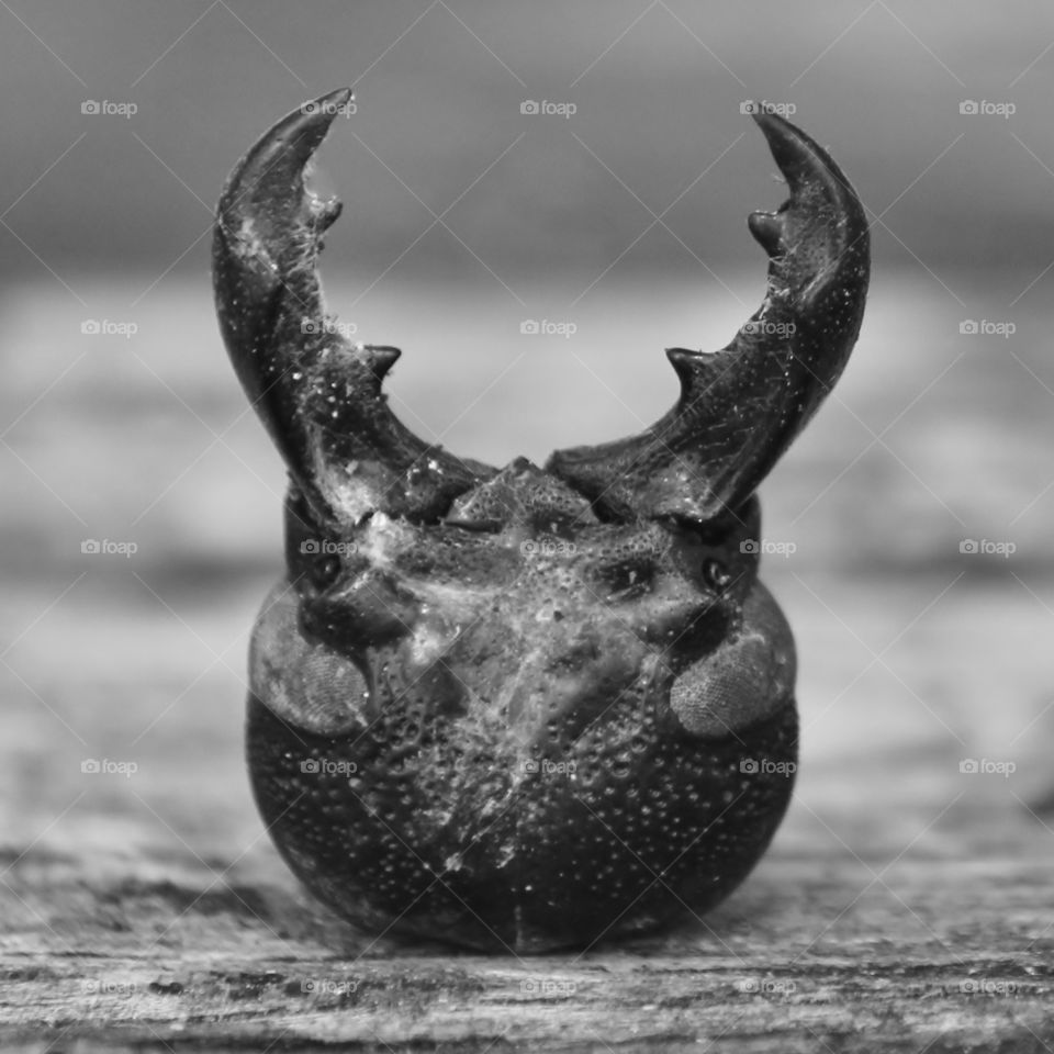 Stag beetle head 