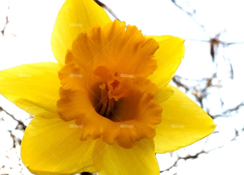 Deep Throat Daffodil
