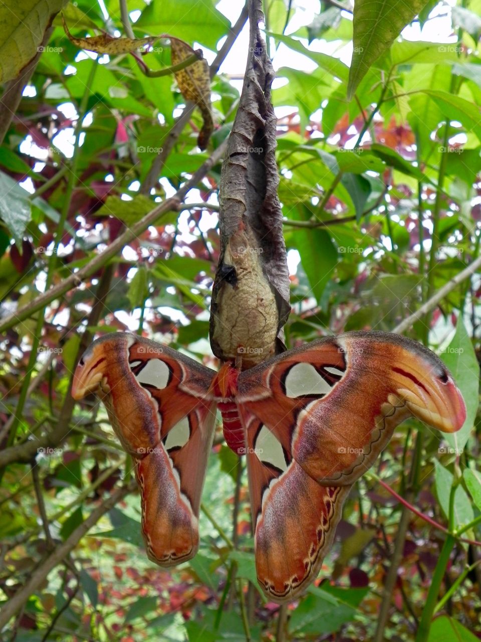 Butterfly coming out of the cocoon: spring is coming!