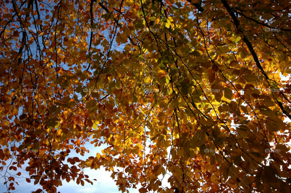 tree leaves fall autumn by ibphotography