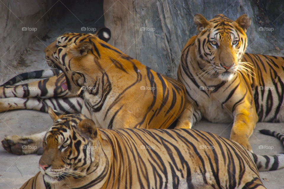 THE BENGAL TIGER IN PATTAYA THAILAND