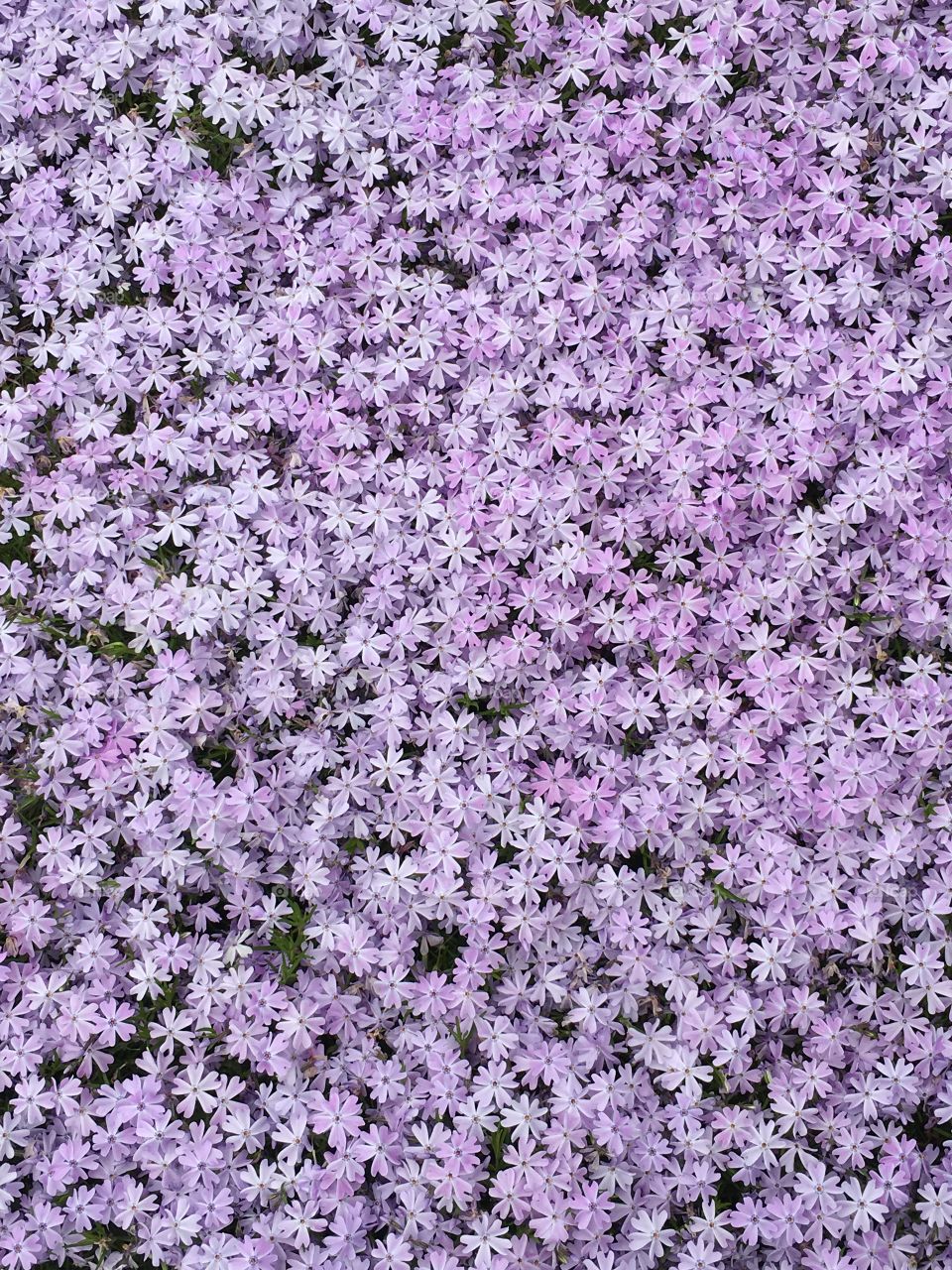 Phlox