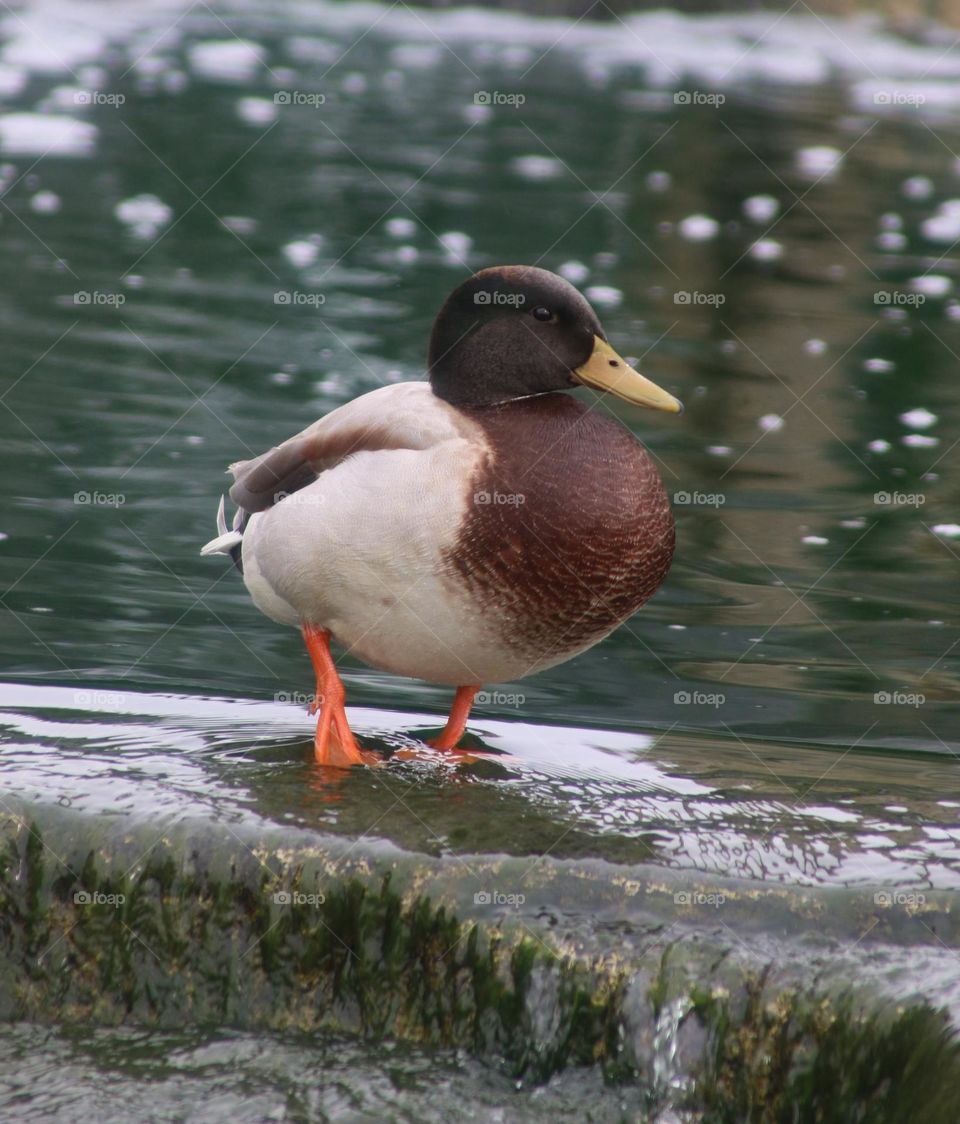 Duck on a Waterfall