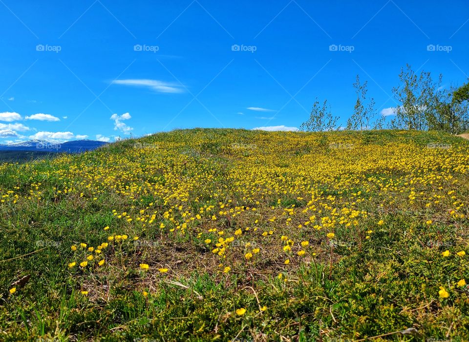 Yellow flowers speckled the hillside in the springtime sunshine