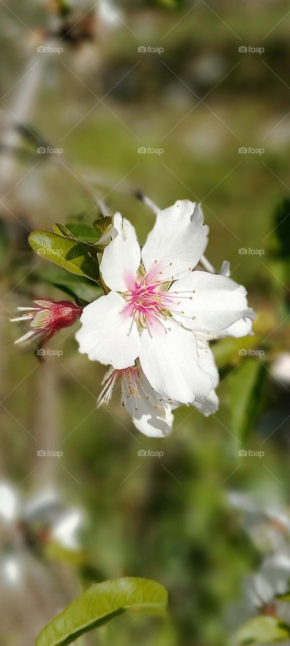 Almond tree