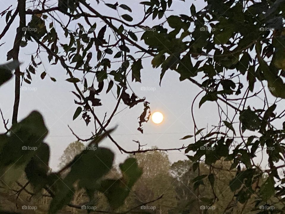 Looking at the moon through the trees 