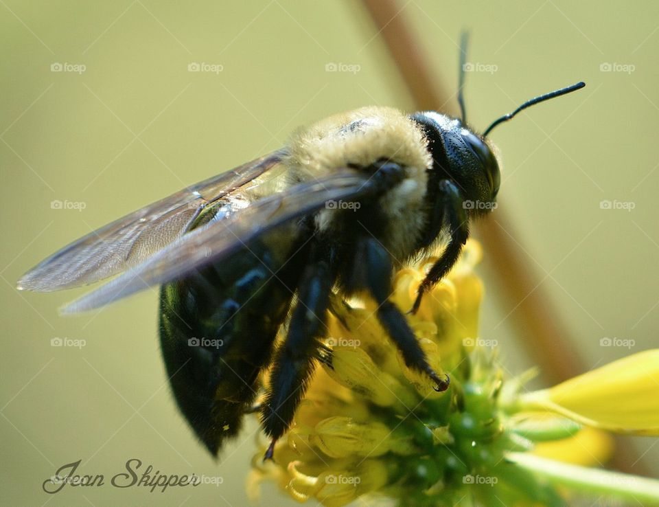 Bumblebee at Work