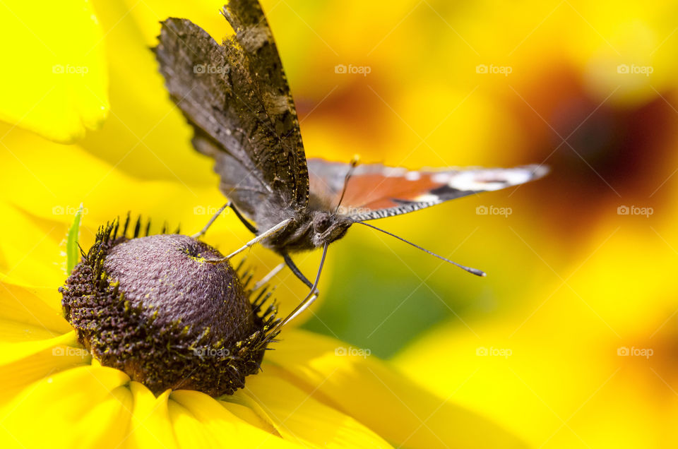 A butterfly in Macro
