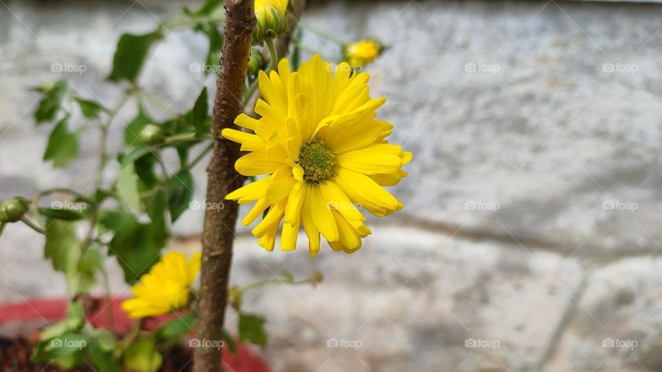 beautiful yellow flower