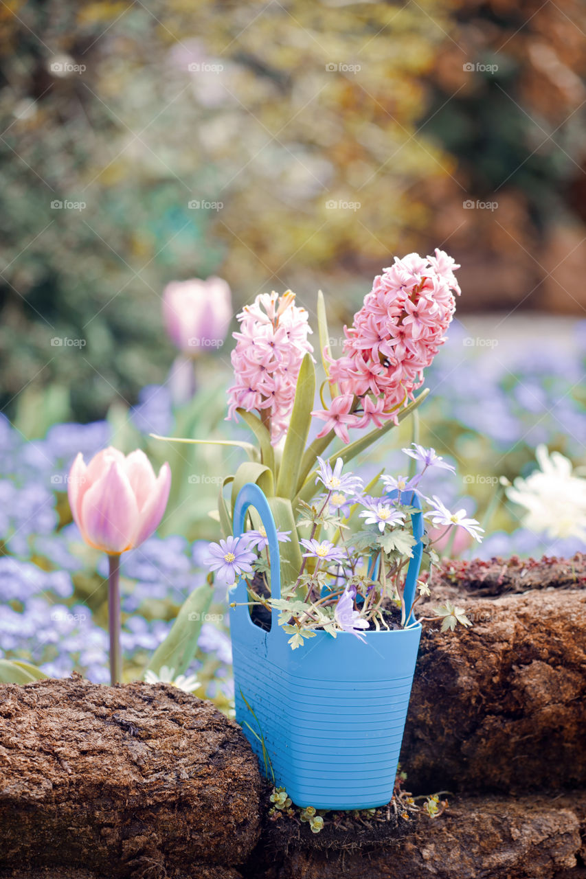 Flowers in a pot. Hyacinth and tulips