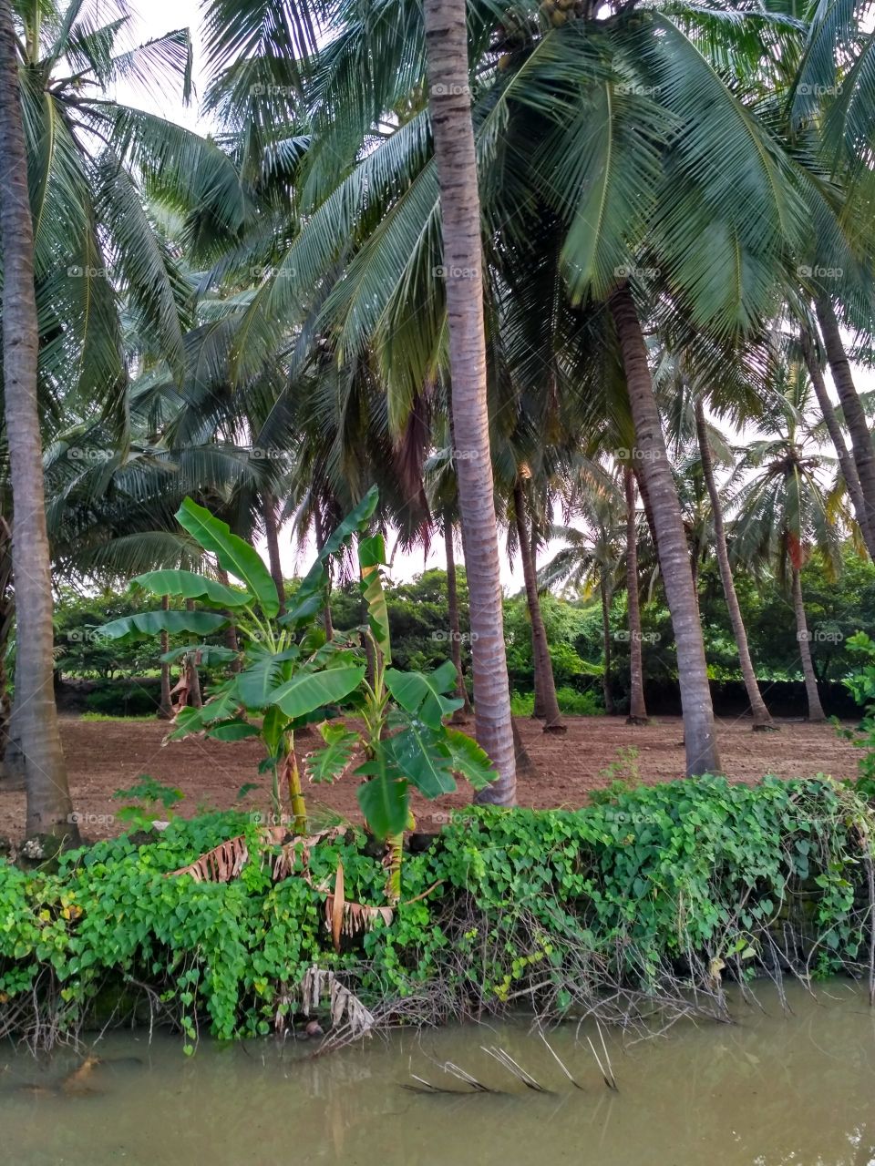 coconut and banana farm
