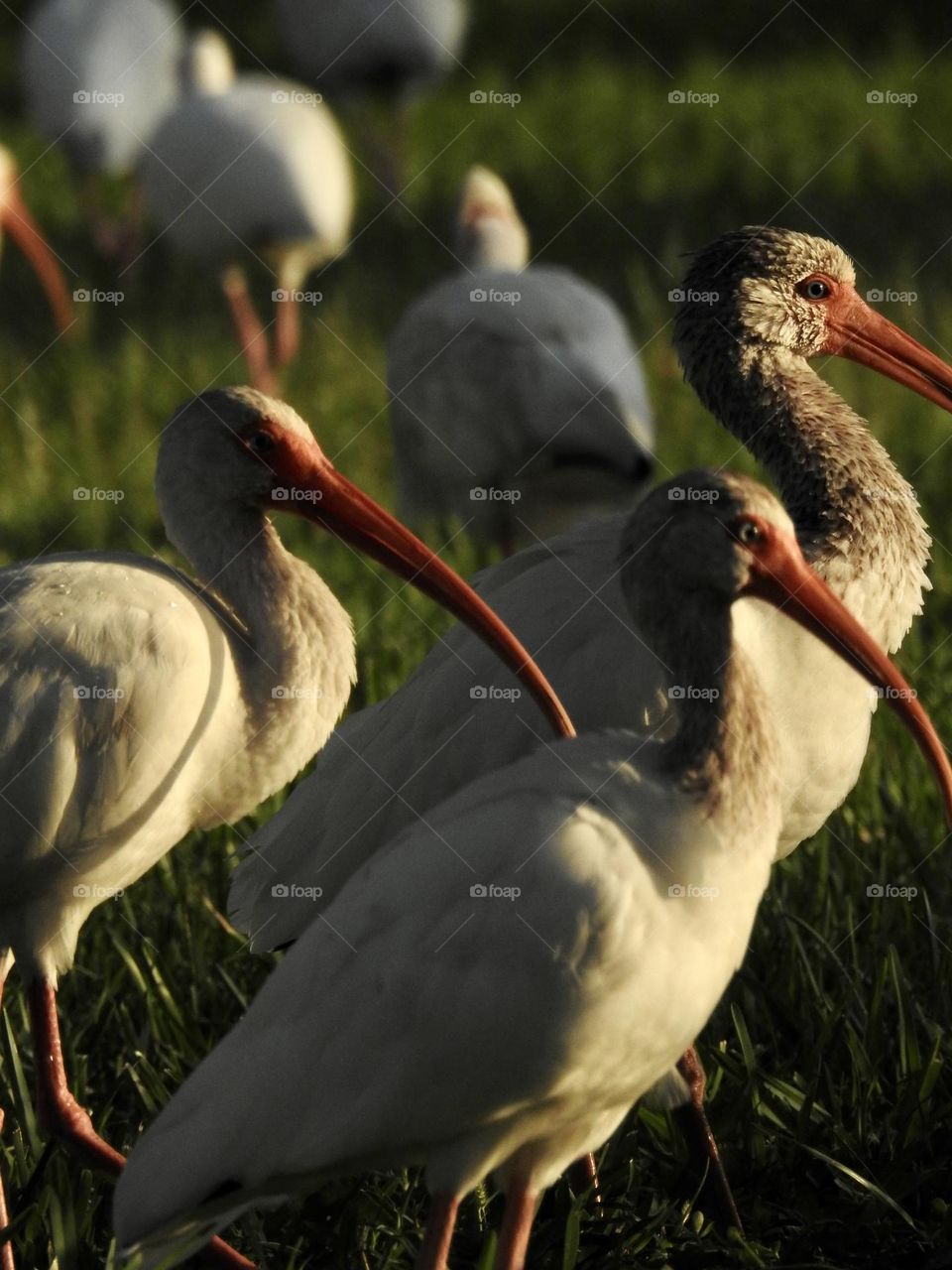 Ibises close-up during evening sunset at the town park by the pond walking in groups in the tall grass showing beautifully with lights and shadows!