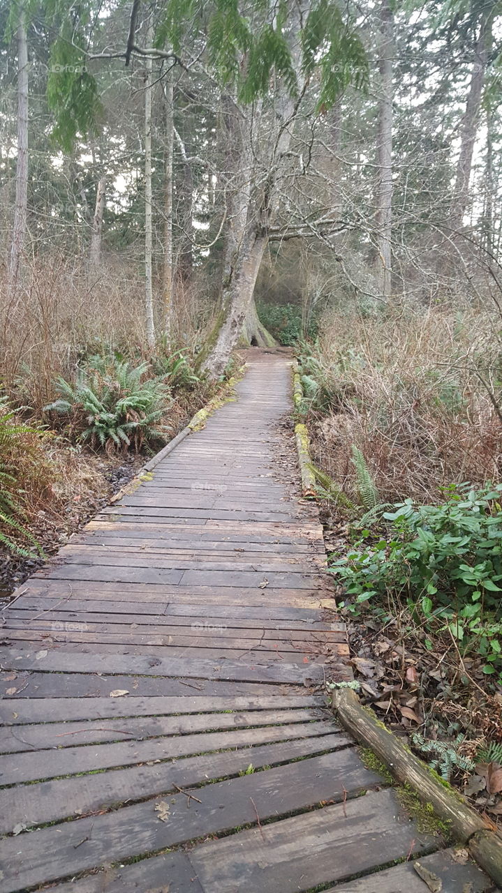 A rickety pathway in Deception Pass