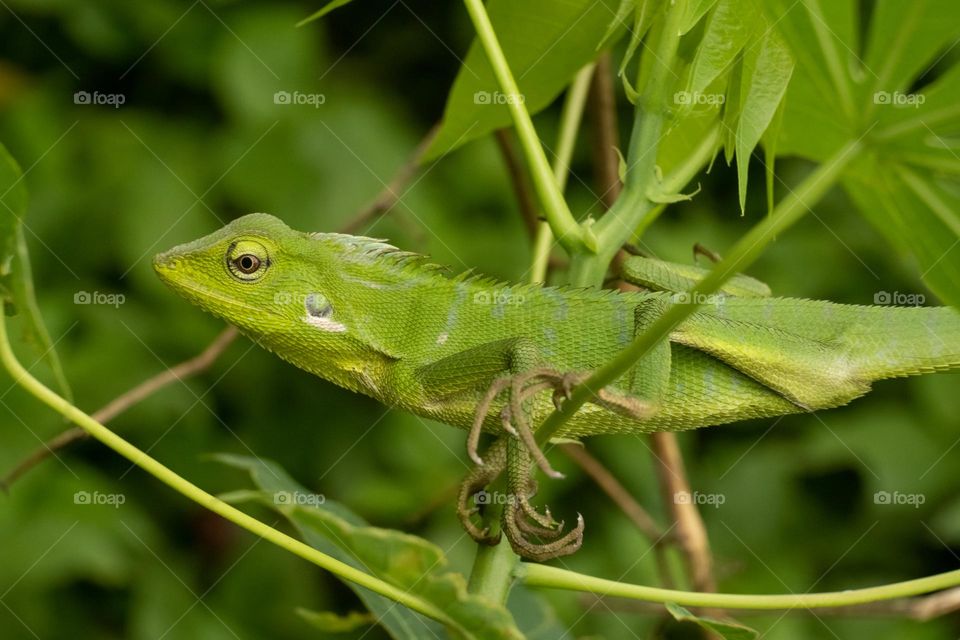 Close up photo of a chameleon on a tree branch