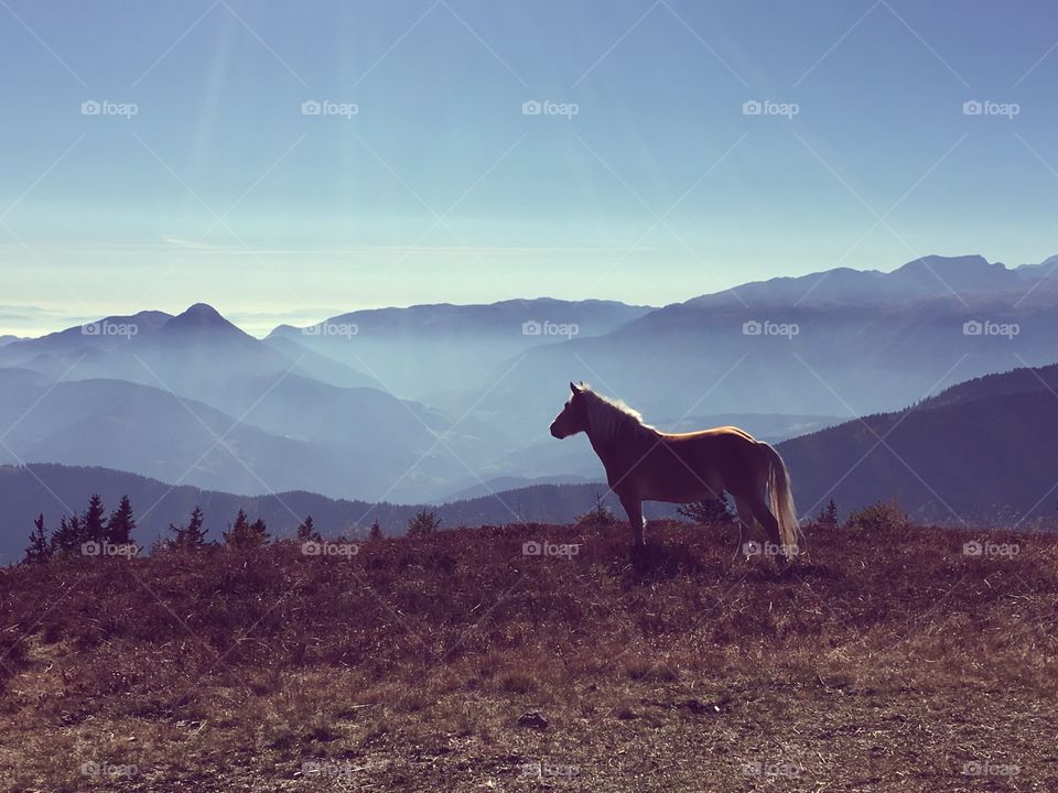 Wild horse in mountain