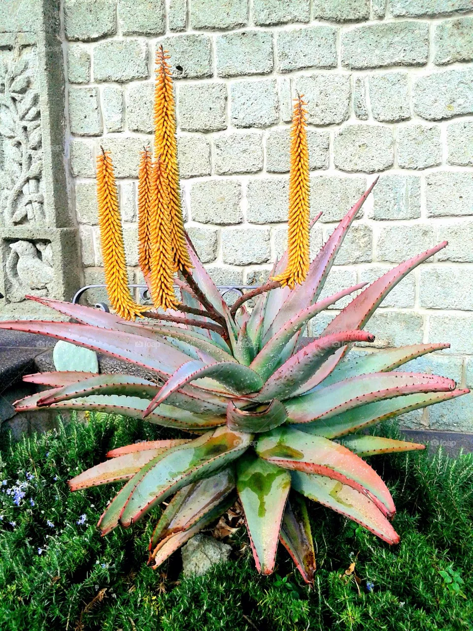 Aloe ferox Mill on the Italian island of Ischia