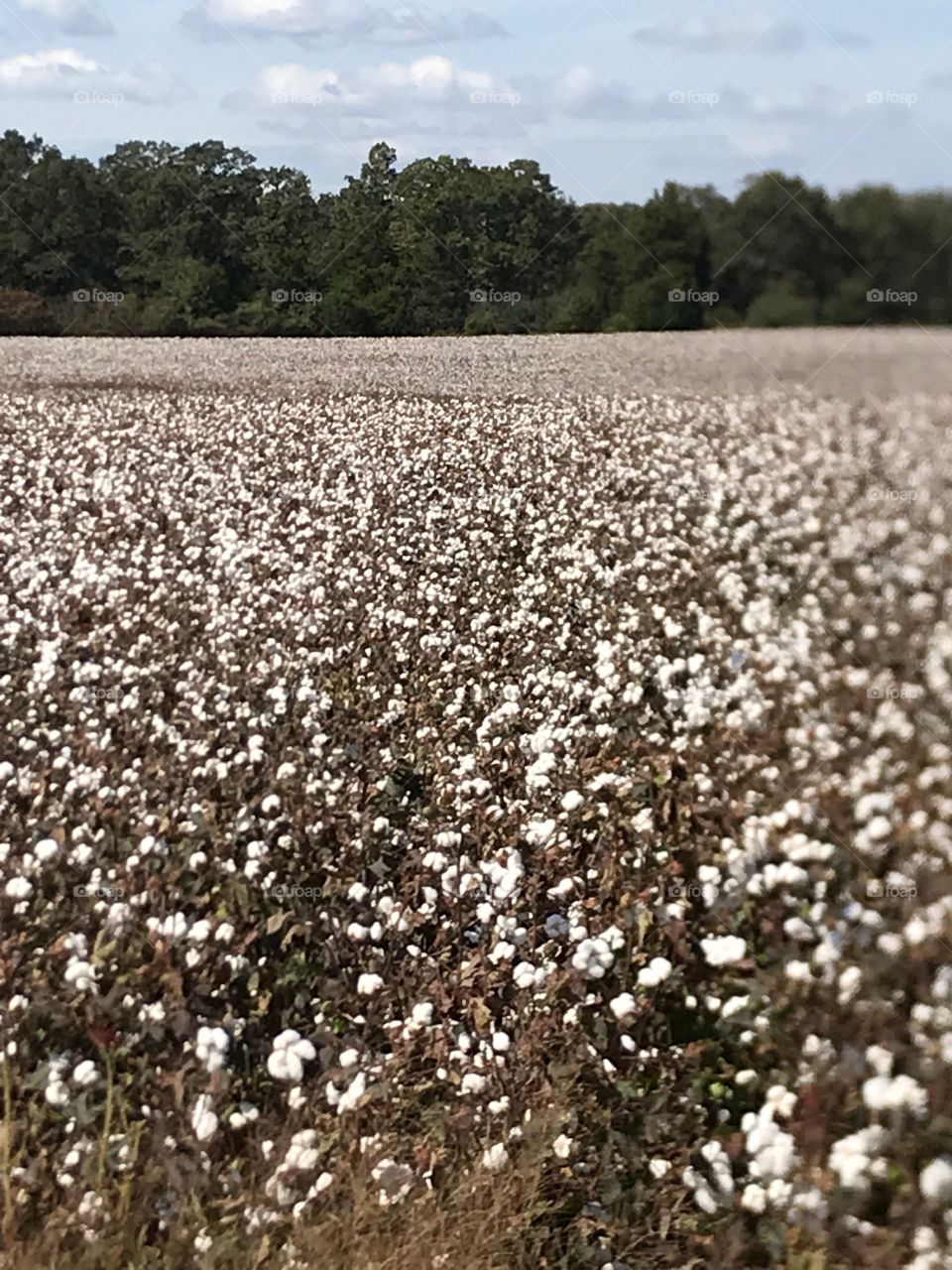Field of cotton 