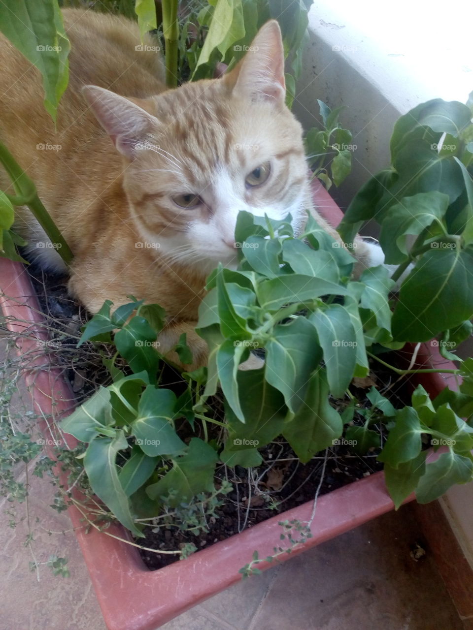 My cat seems to have a romantic attitude, together with the mood for cooling, as he stepped in between the flowers in our balcony