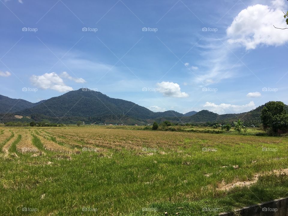 Rice fields of Langkawi