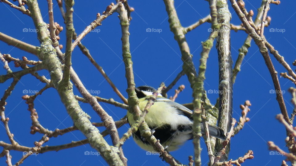 Great tit in sunshine