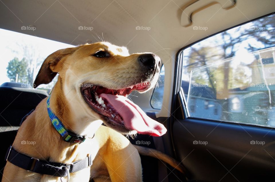 getting ready for a walk