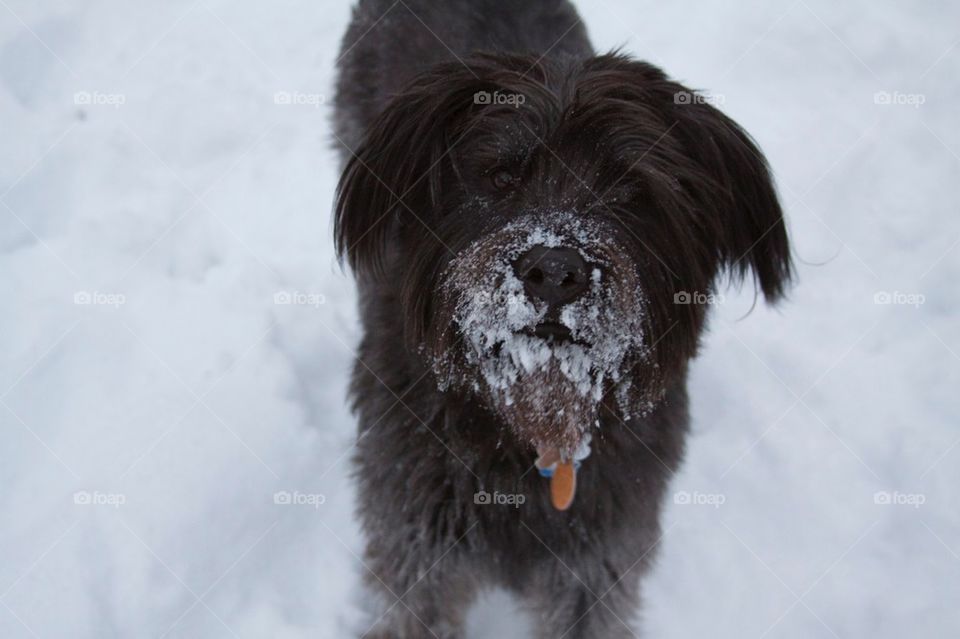 Snow Beard