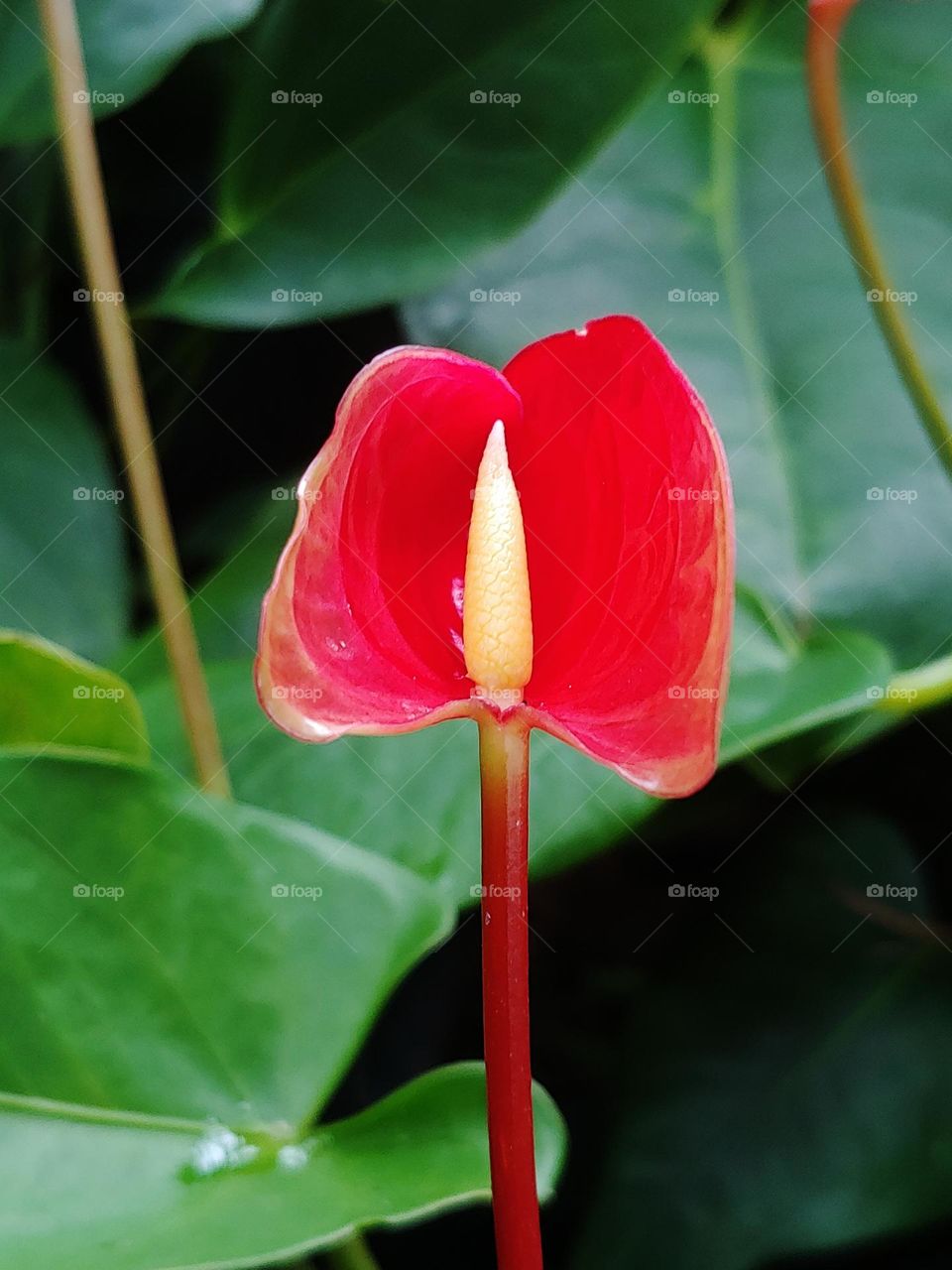 garden flowers captured