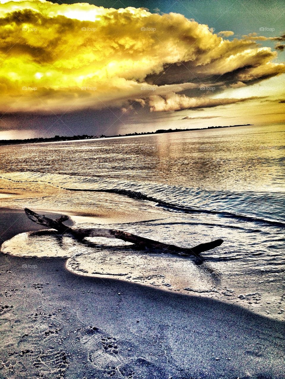 Driftwood in sunset