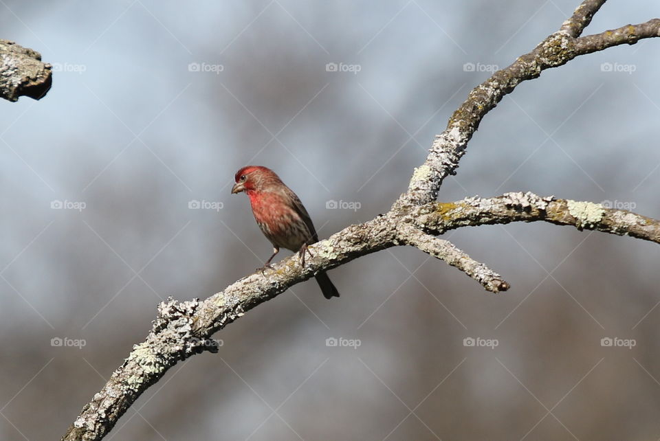 Red House Finch