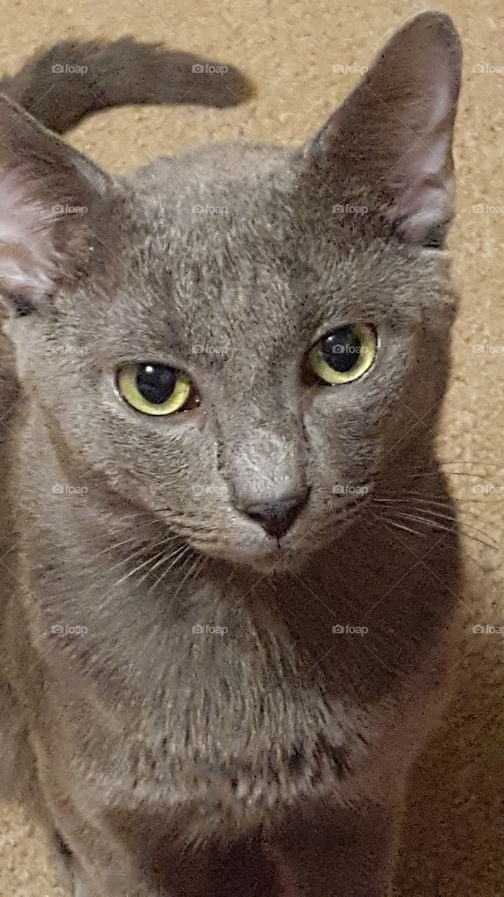 gray cat