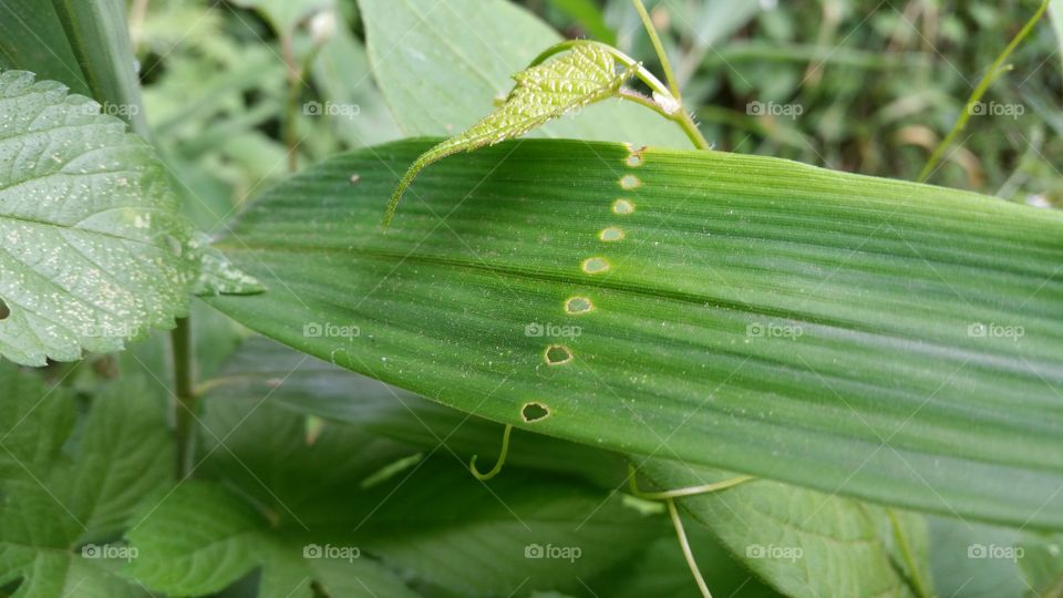 Green Grass