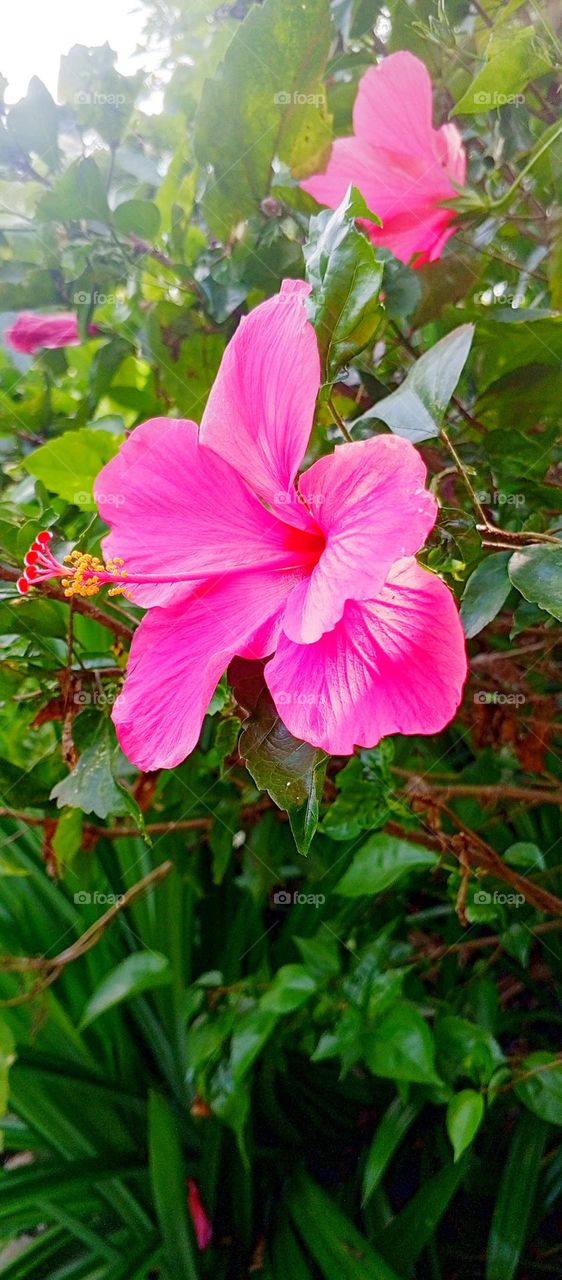 Hibiscus flower