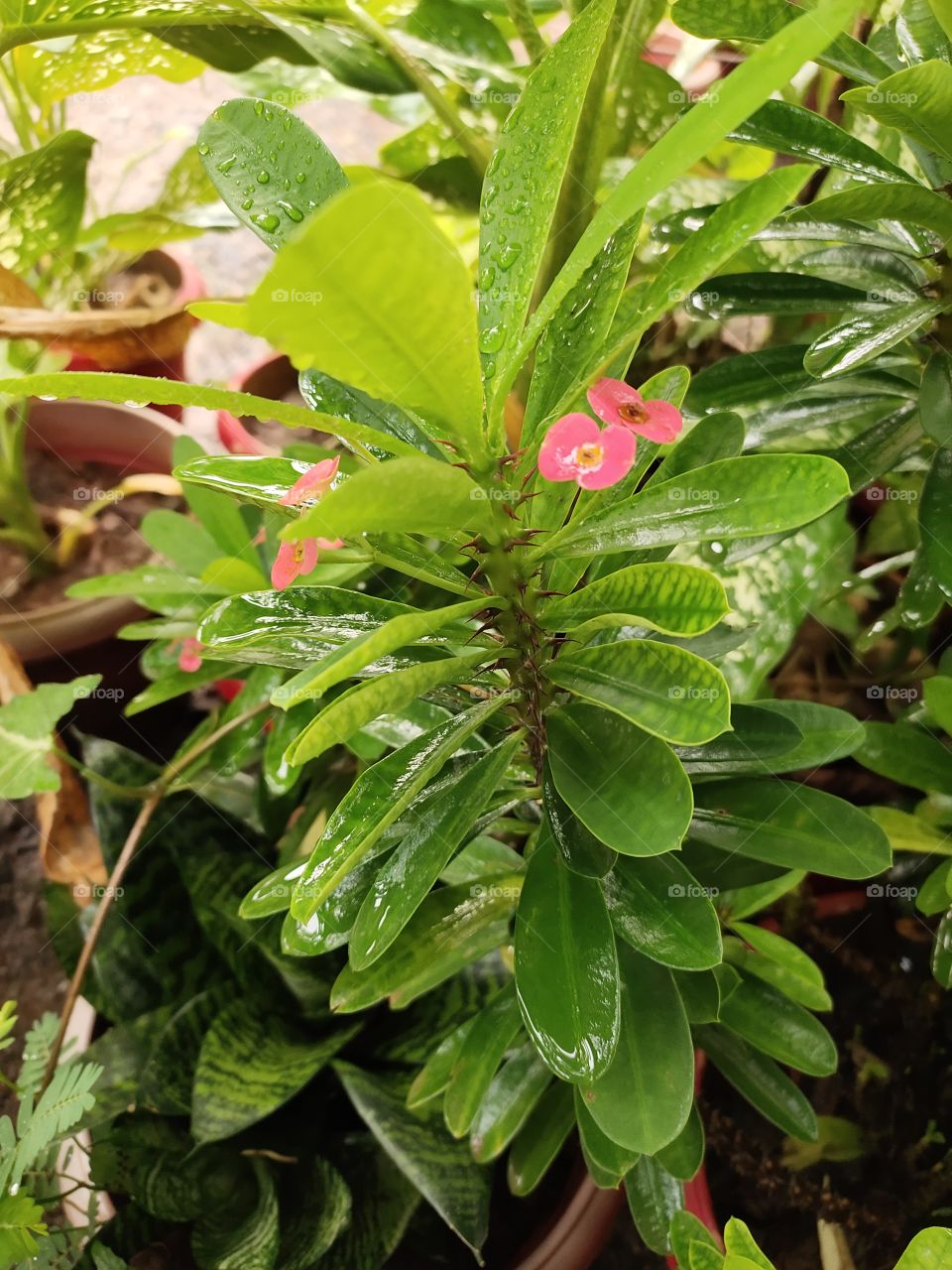 Pot..🌺
Euphorbia lophogona Plant
Ocean drops💦💦 on Leafs🌿🌿
Beauty of Nature